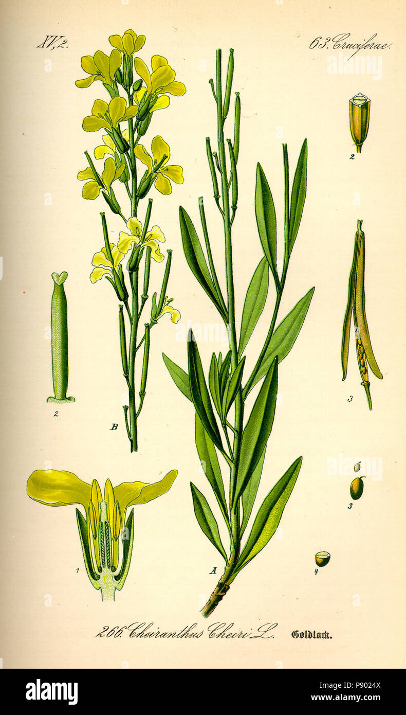 . 336 Illustrazione Cheiranthus cheiri0 Foto Stock