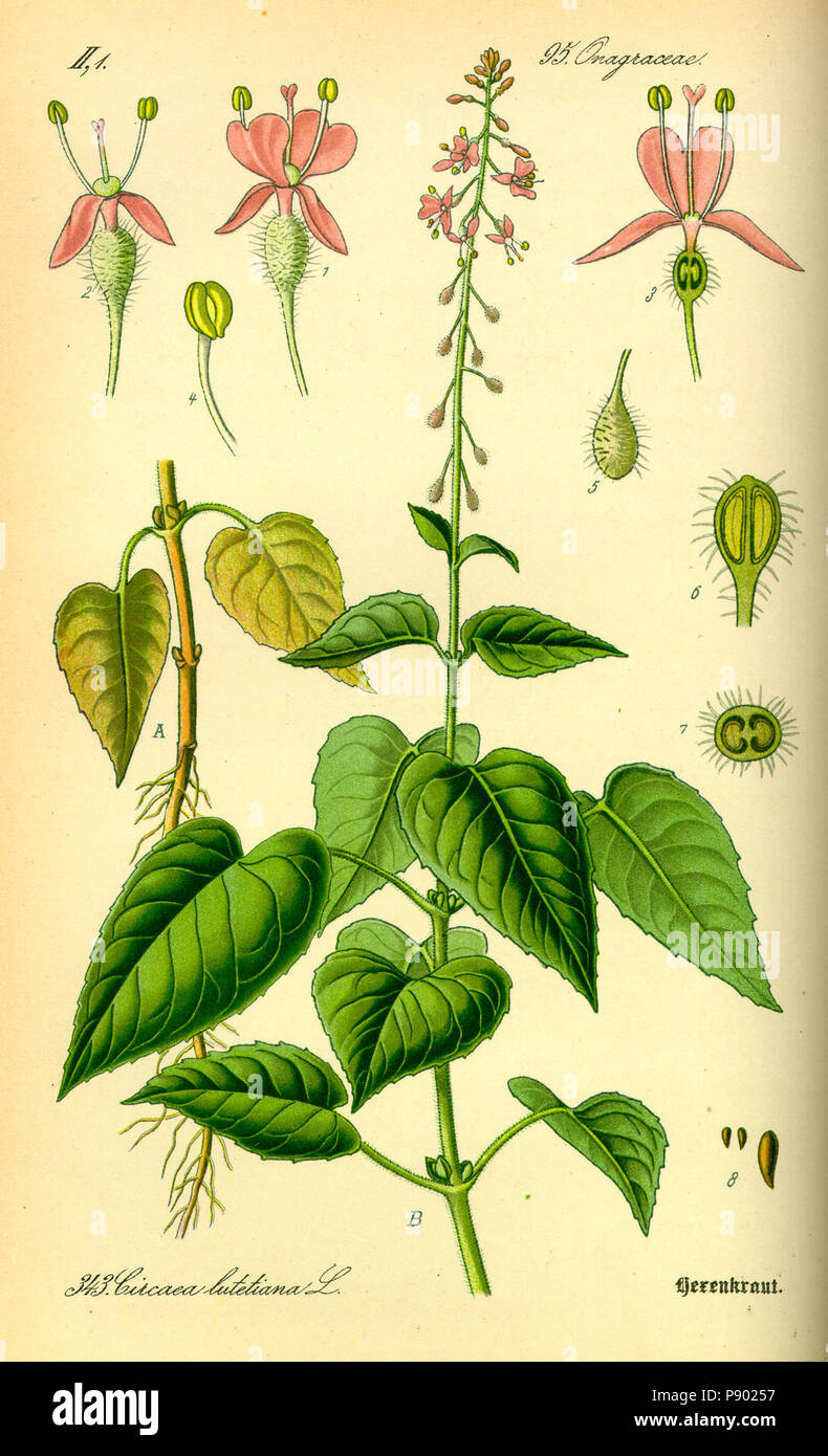 . 336 Illustrazione Circaea lutetiana0 Foto Stock