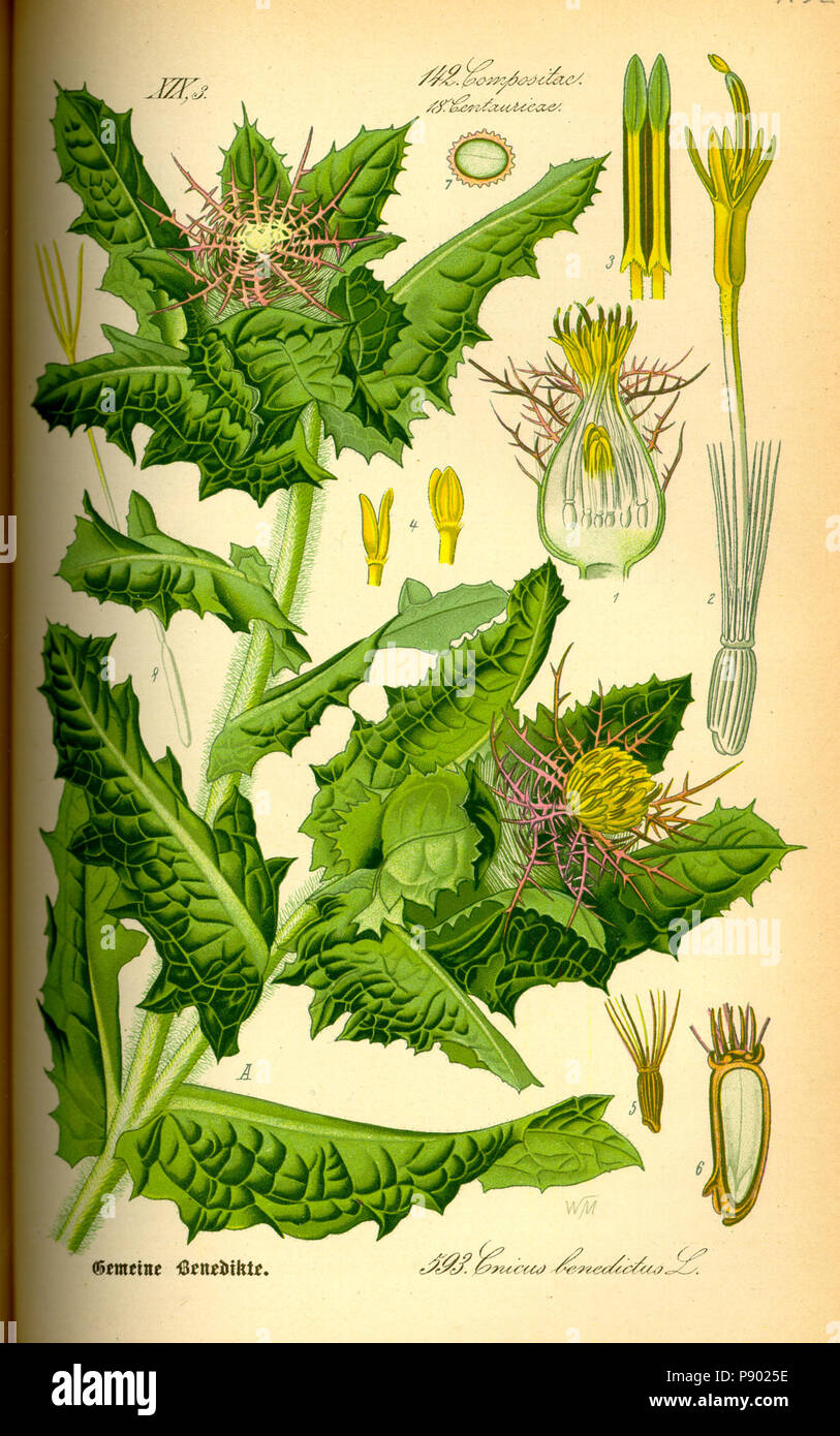 . 336 Illustrazione Cnicus benedictus0 Foto Stock