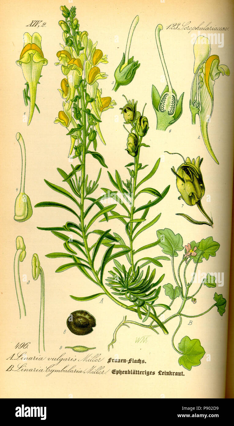 . 337 Illustrazione Linaria vulgaris0 Foto Stock
