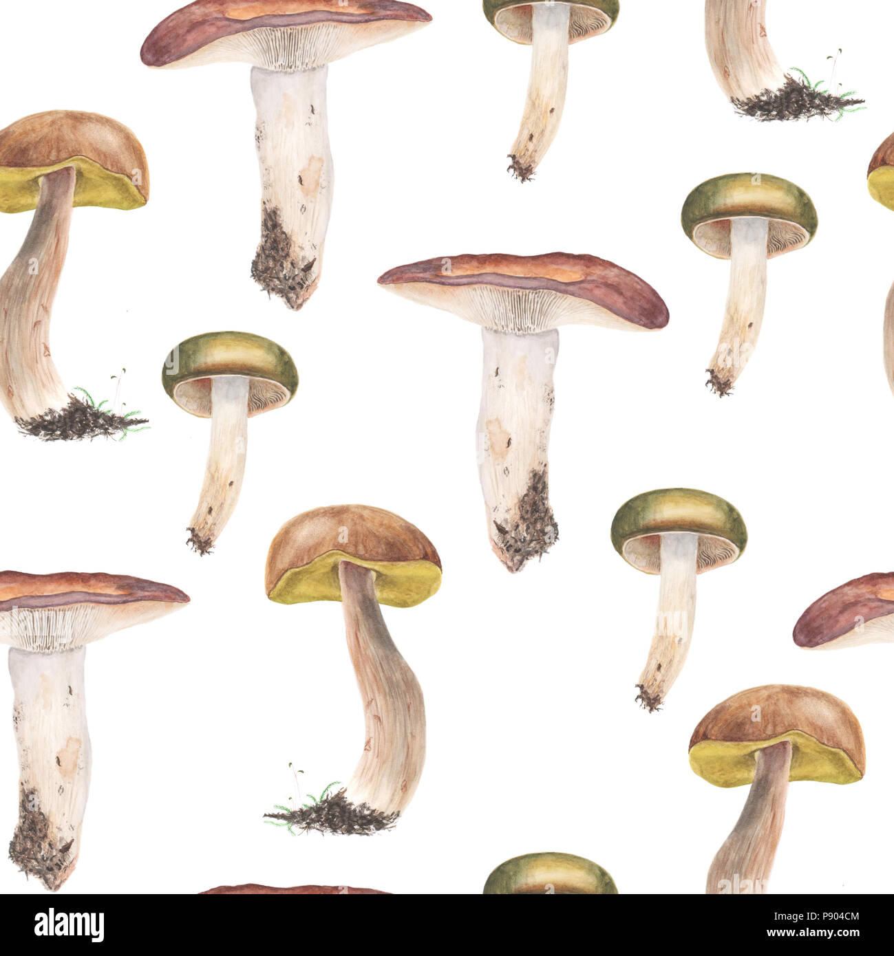 Russules e Boletus edulis funghi, seamless pattern. La pittura ad acquerello. Isolato su uno sfondo bianco. Foto Stock