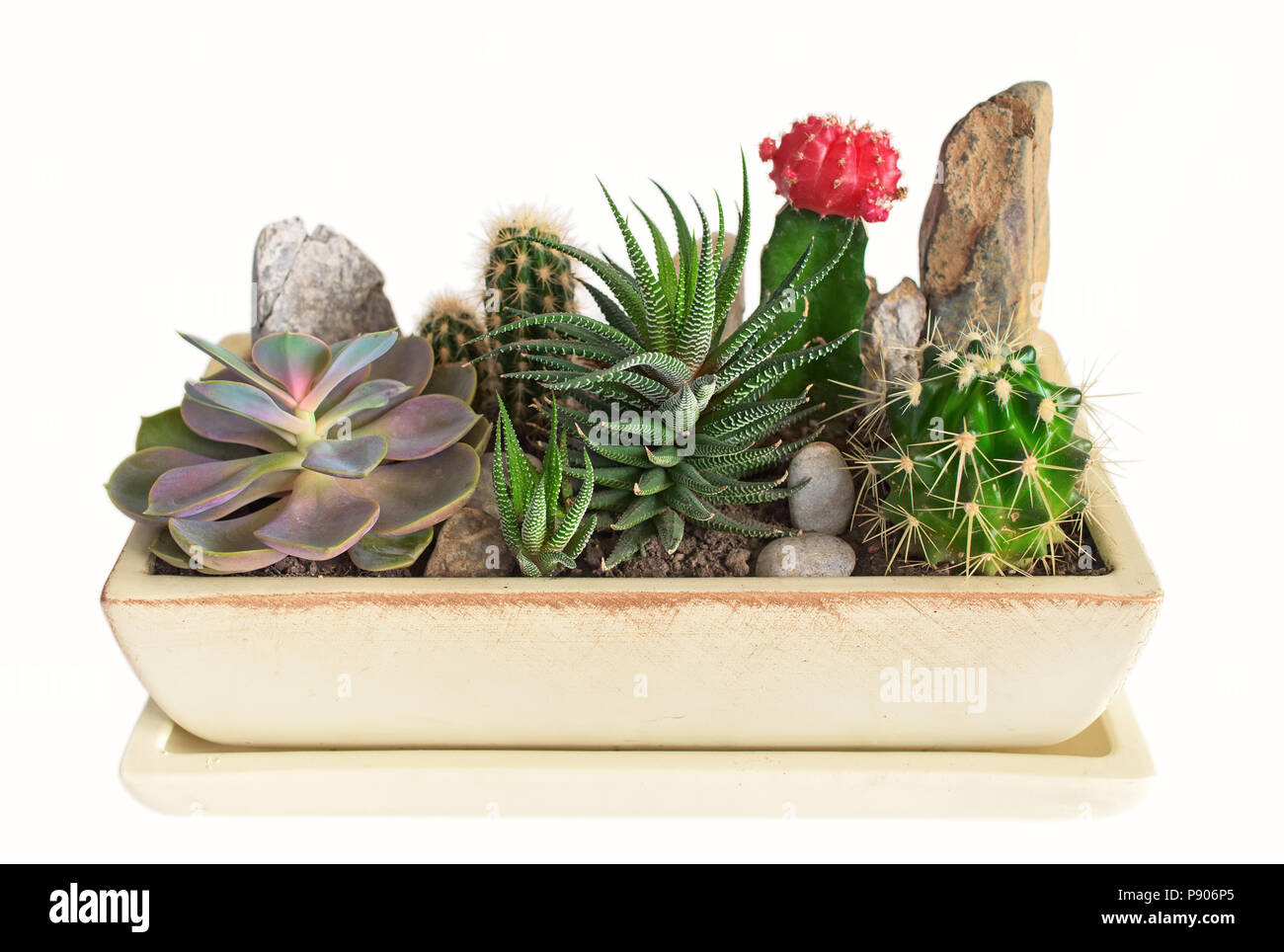 Piante succulente in vasi. Piscina di piante in vaso. Foto Stock