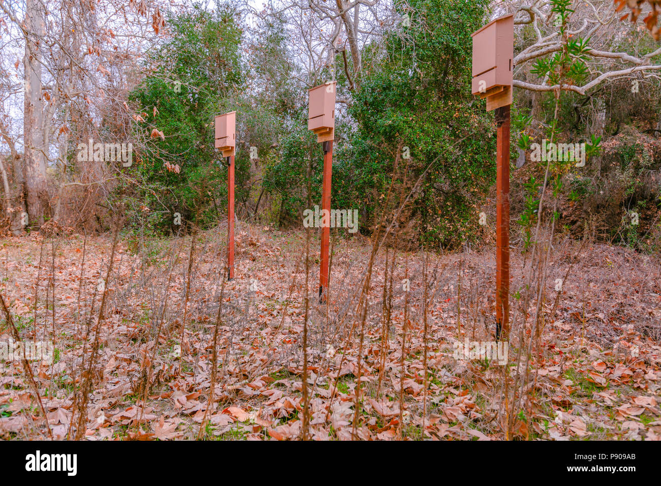 Scatole di Bat nel bosco Foto Stock