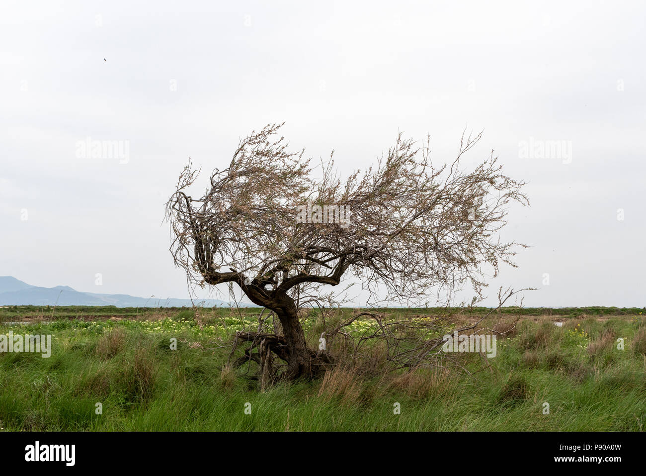 Albero nel delta del fiume Evros, Grecia Foto Stock