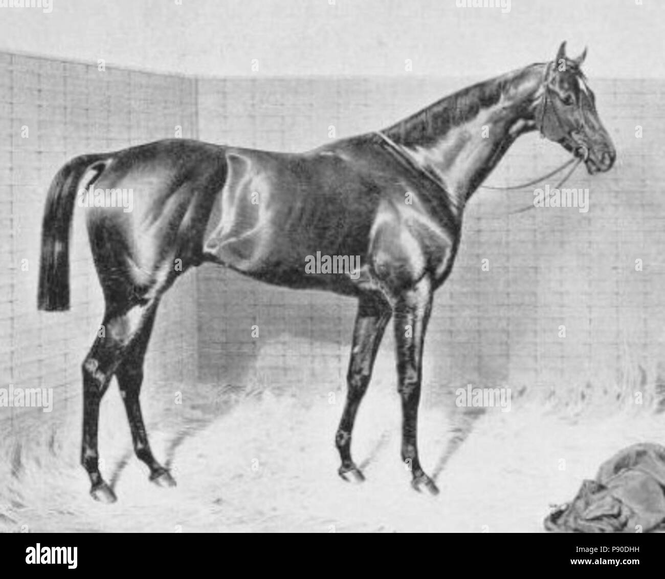 . 333 cavallo Orme Foto Stock