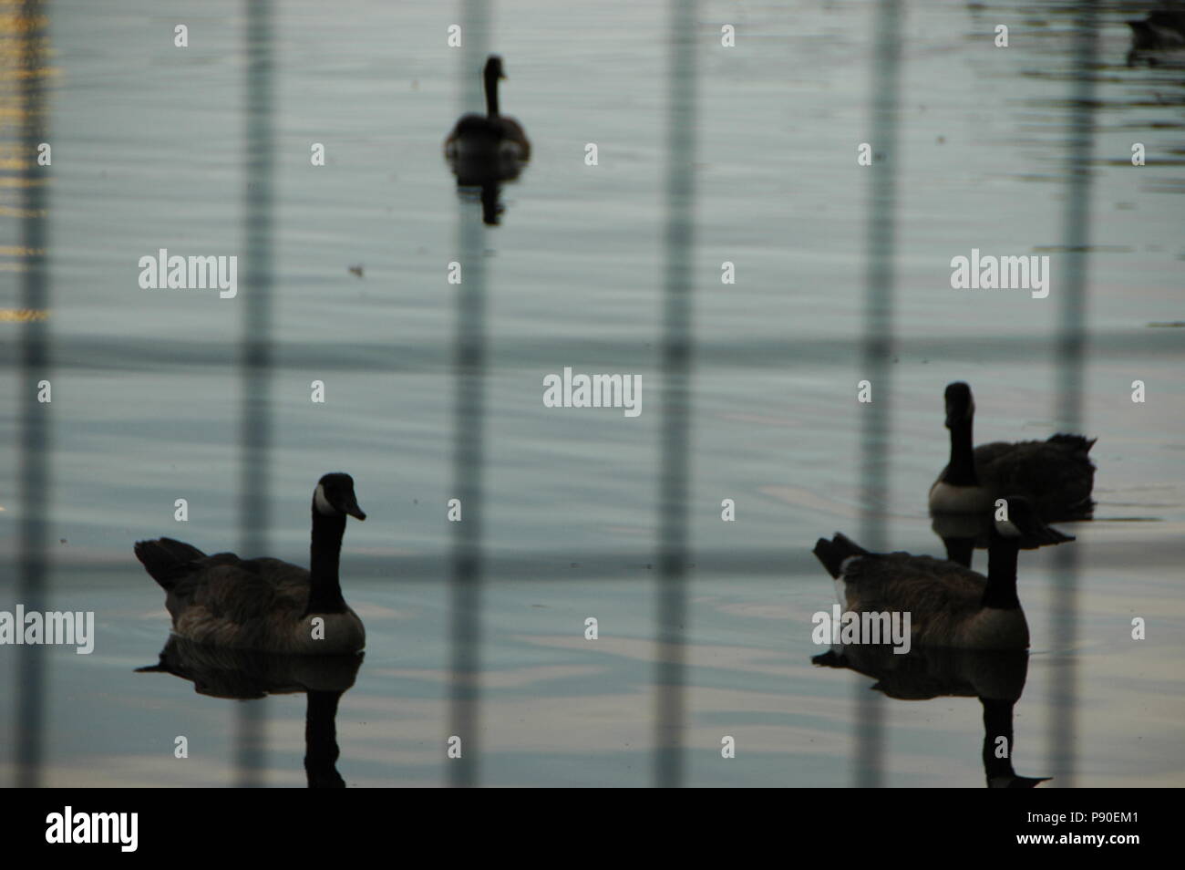 Oche recinzione testurizzata lago Foto Stock