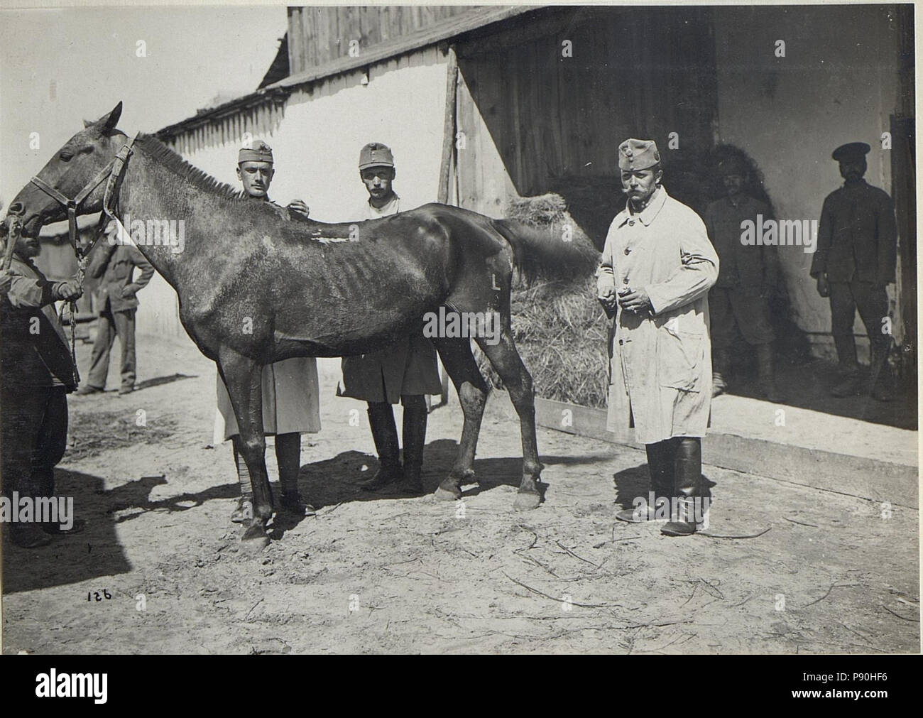 . 364 Kowel, Pferdespital, Behandlung eines Pferdes mit Wiederrist-Schaden. (BildID 15677197) Foto Stock