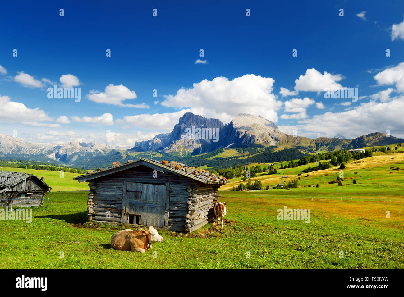 Le mucche in Alpe di Siusi, il più grande ad alta altitudine prato alpino in Europa, incredibili montagne rocciose sullo sfondo. Alto Adige Provincia d'Italia, Dolo Foto Stock