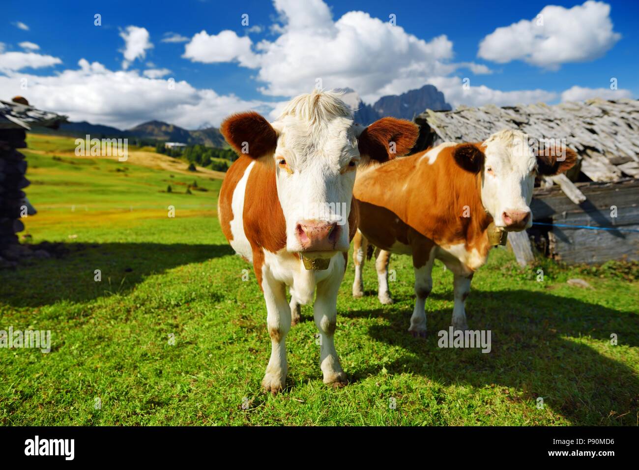 Le mucche in Alpe di Siusi, il più grande ad alta altitudine prato alpino in Europa, incredibili montagne rocciose sullo sfondo. Alto Adige Provincia d'Italia, Dolo Foto Stock