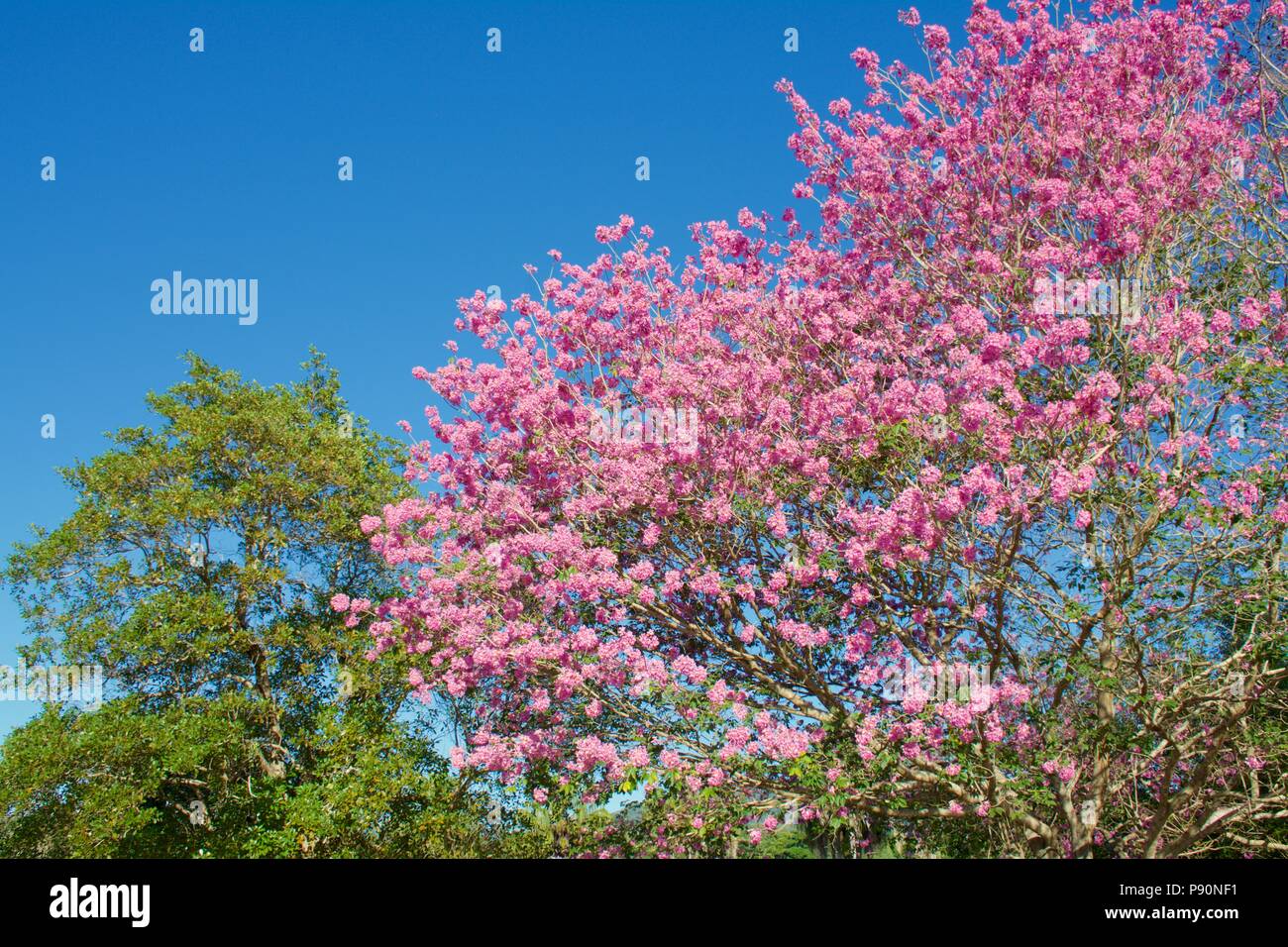 Bellissimi fiori tropicali tromba Rosa Tree (Tabebuia impetiginosa) contro un cielo blu Foto Stock