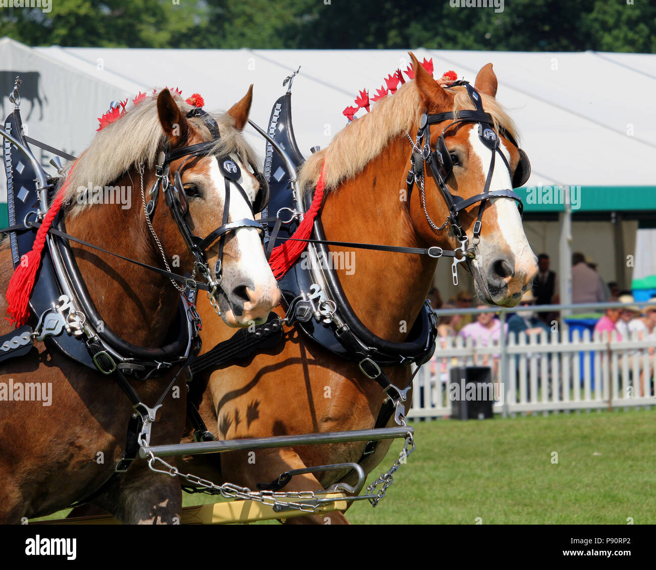 Guildford, Inghilterra - 28 Maggio 2018: due bay Shire cavalli in pelle tradizionale tack tirando un Dray o aprire il carro in legno Foto Stock