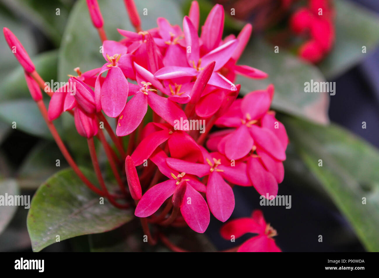 Best Shot fiore dal mio grande collezione di fiore photogrpahy. Foto Stock