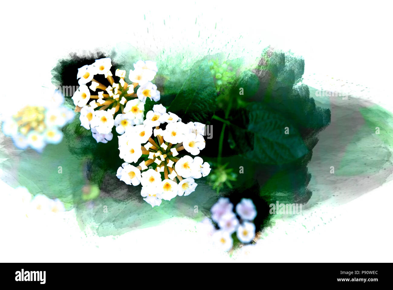 Abstract fiore che sboccia sulla colorata pittura ad acquarello di sfondo e illustrazione digitale spazzola ad arte. Foto Stock