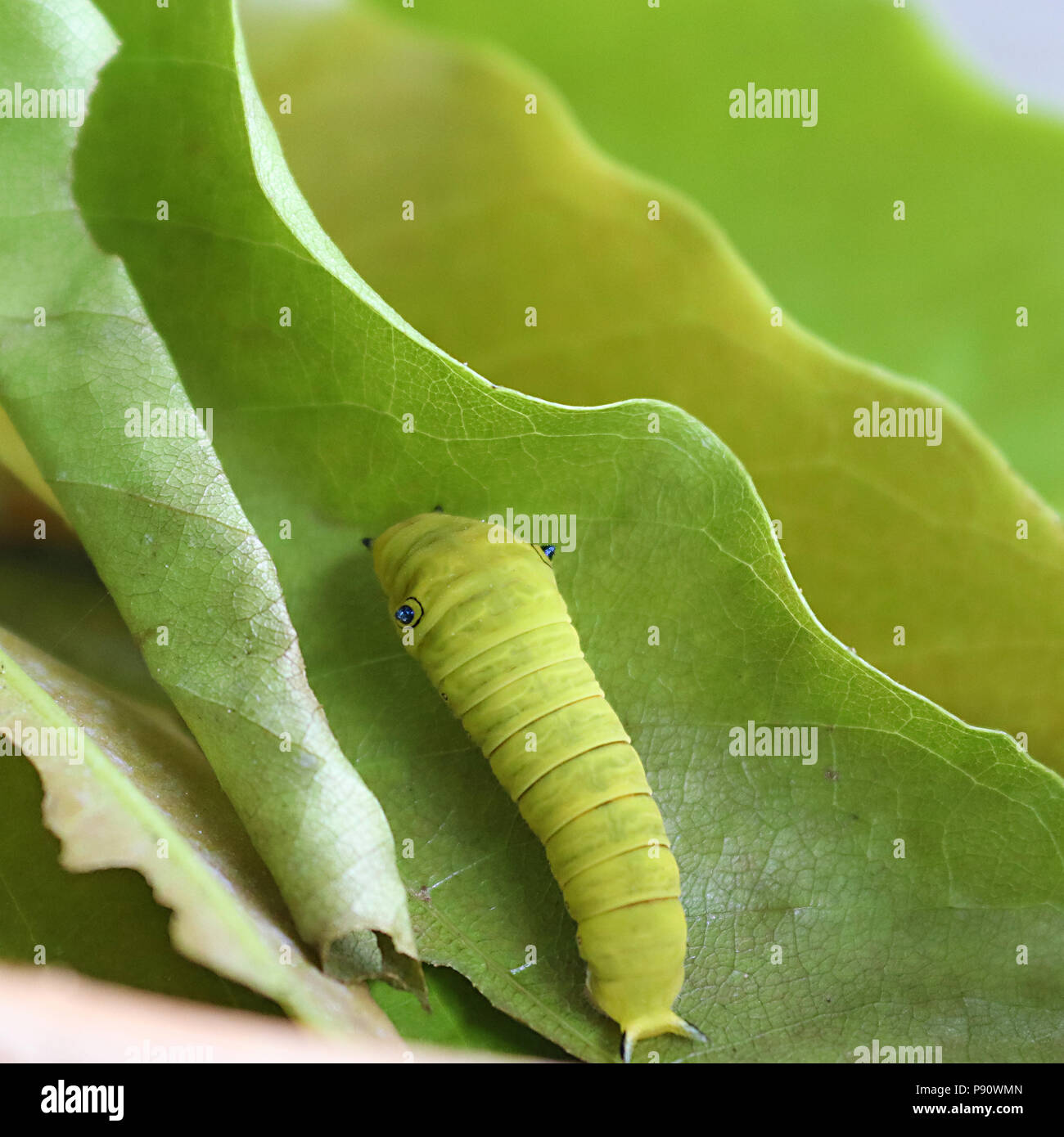 Quinto caterpillar instar di comune Jay butterfly posa su foglie di Asoka Foto Stock