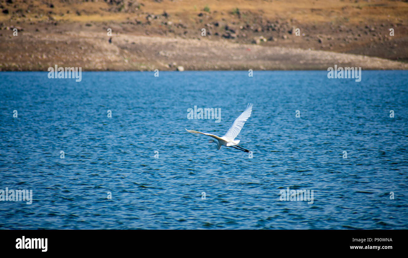 Egret mediano in un lago Mesophoyx intermedia Mahjhola Bagula Vola sul lago in aria Foto Stock
