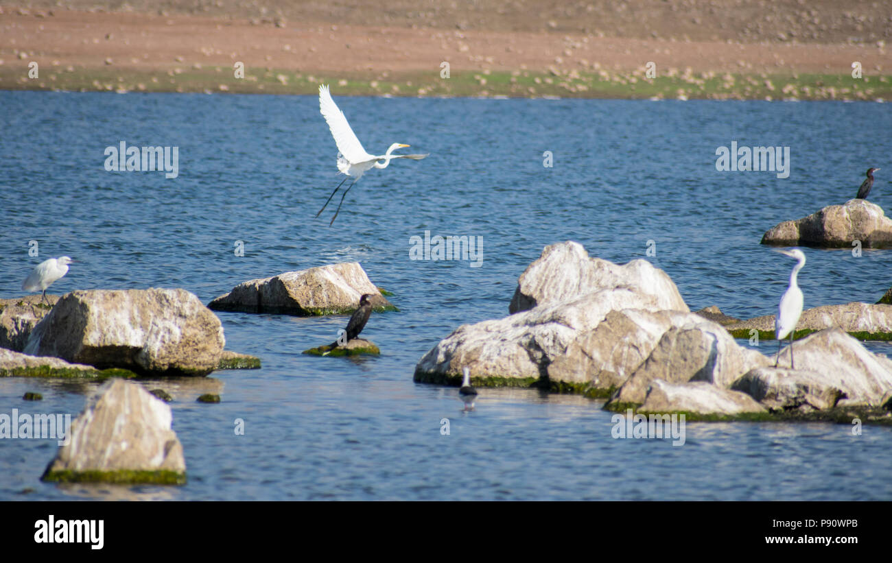 Egret mediano piccolo cormorano blackwing palafitte tutti insieme in un lago Foto Stock