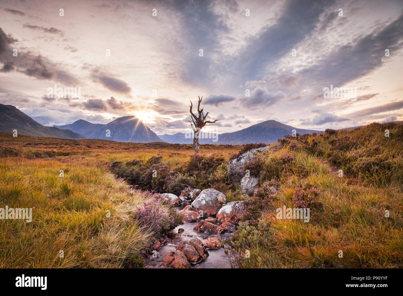 Un Lone Tree, ben noto ai fotografi da un flusso su Rannoch Moor, Scozia. Buchaille Etive Mhor in background. Foto Stock