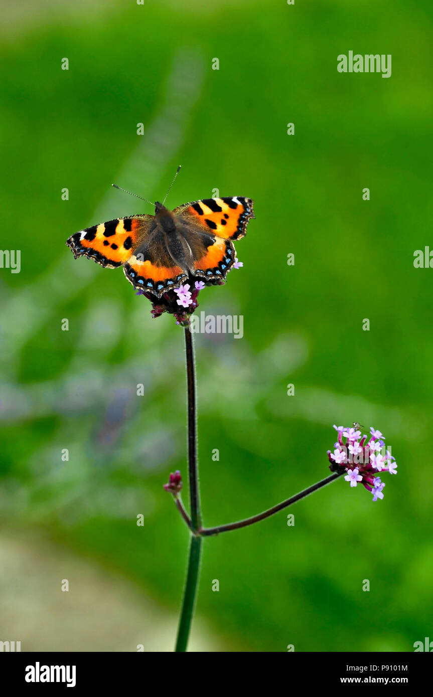 Piccola Tartaruga butterfly su una Verbena Bonariensis in un giardino cottage Foto Stock