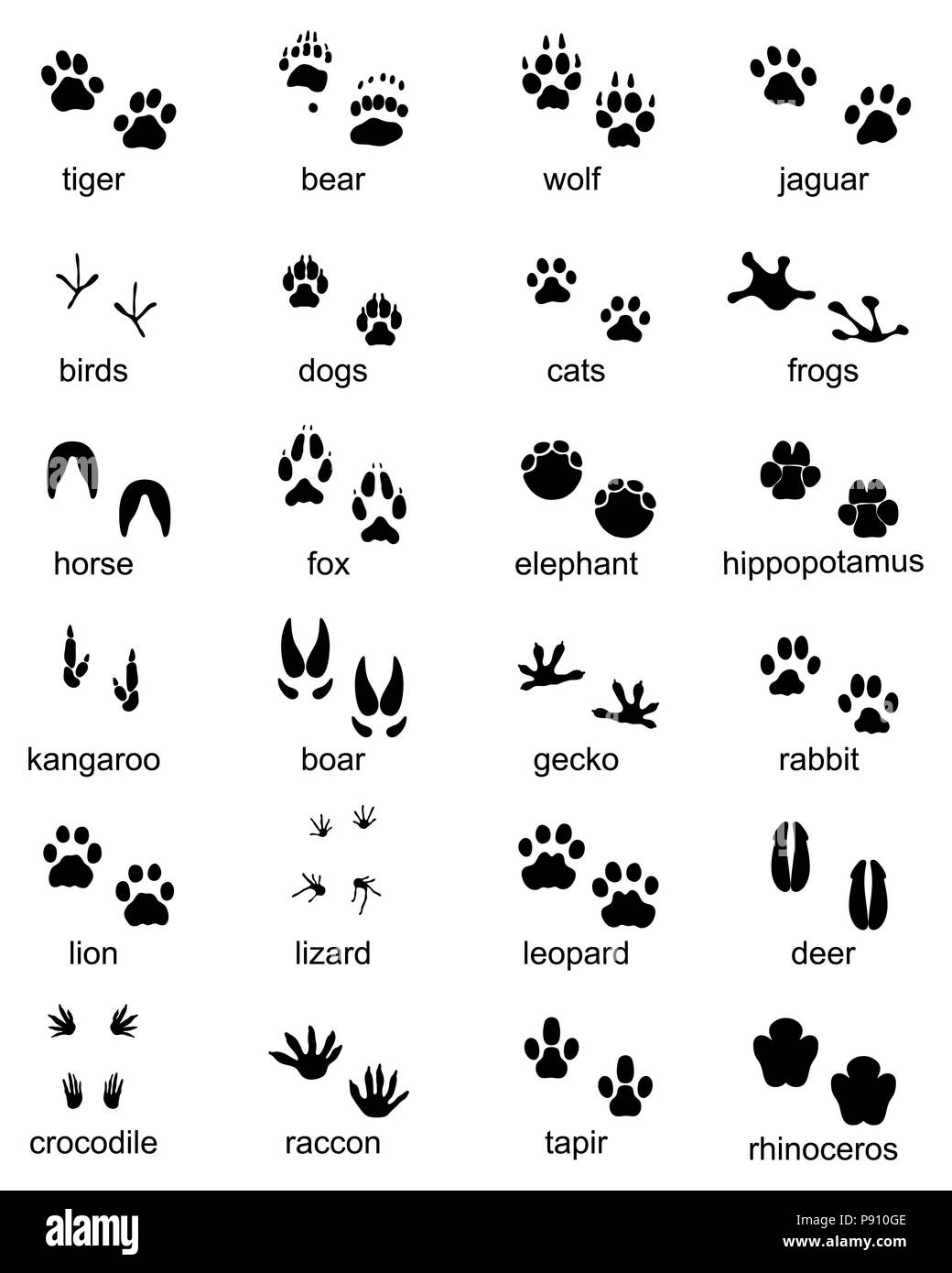 Serie di impronte di animali selvatici, illustrazione di silhouette nera  Foto stock - Alamy