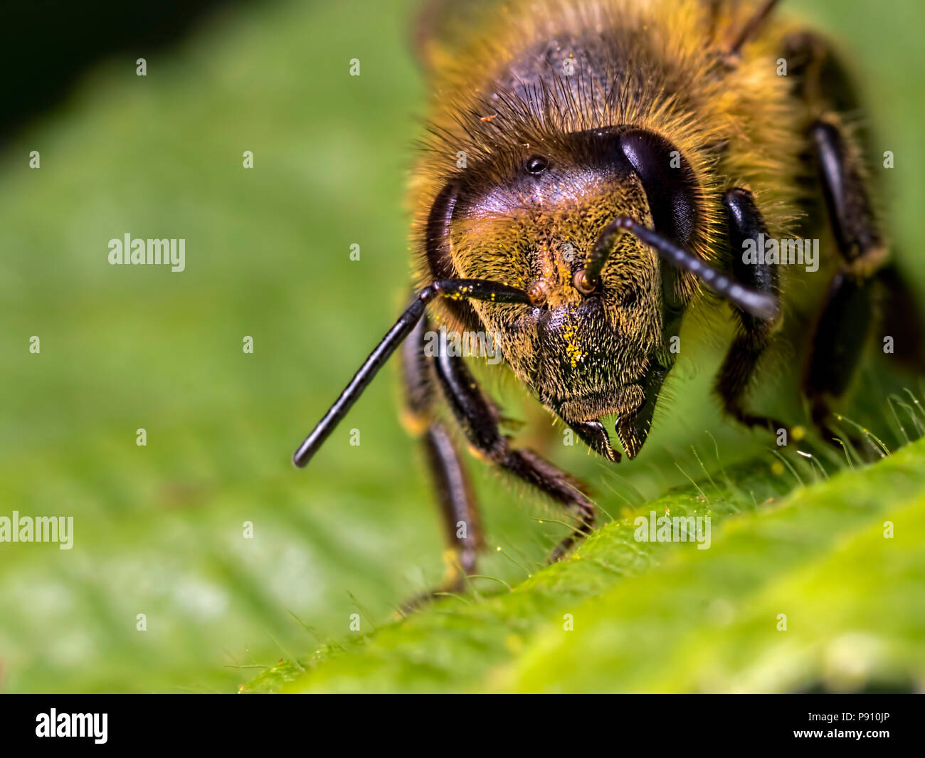 Il miele delle api close up Foto Stock