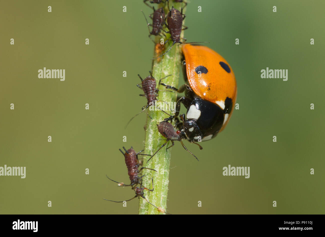 Sette spot ladybird (Coccinella septempunctata) alimentazione su un afide su un impianto di stelo Foto Stock