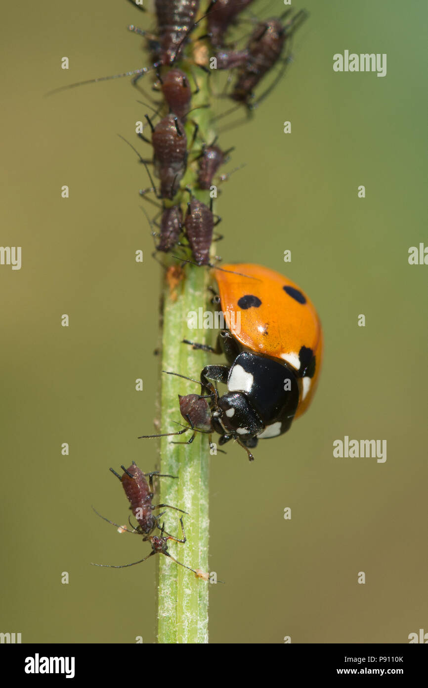 Sette spot ladybird (Coccinella septempunctata) alimentazione su un afide su un impianto di stelo Foto Stock