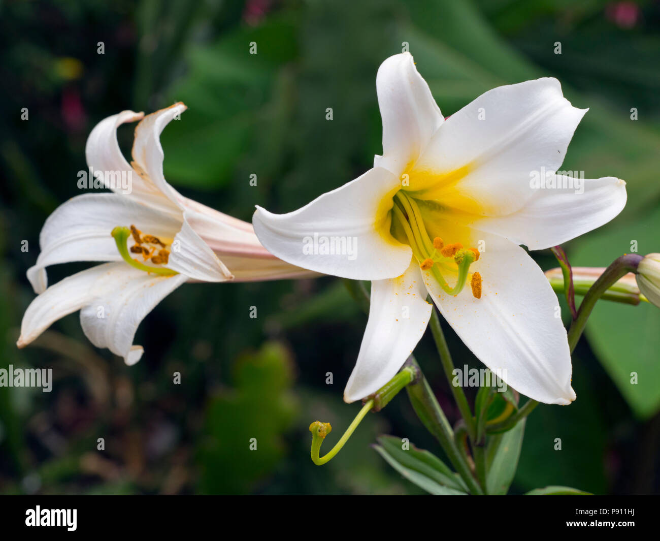 Regal giglio Lilium regale Foto Stock