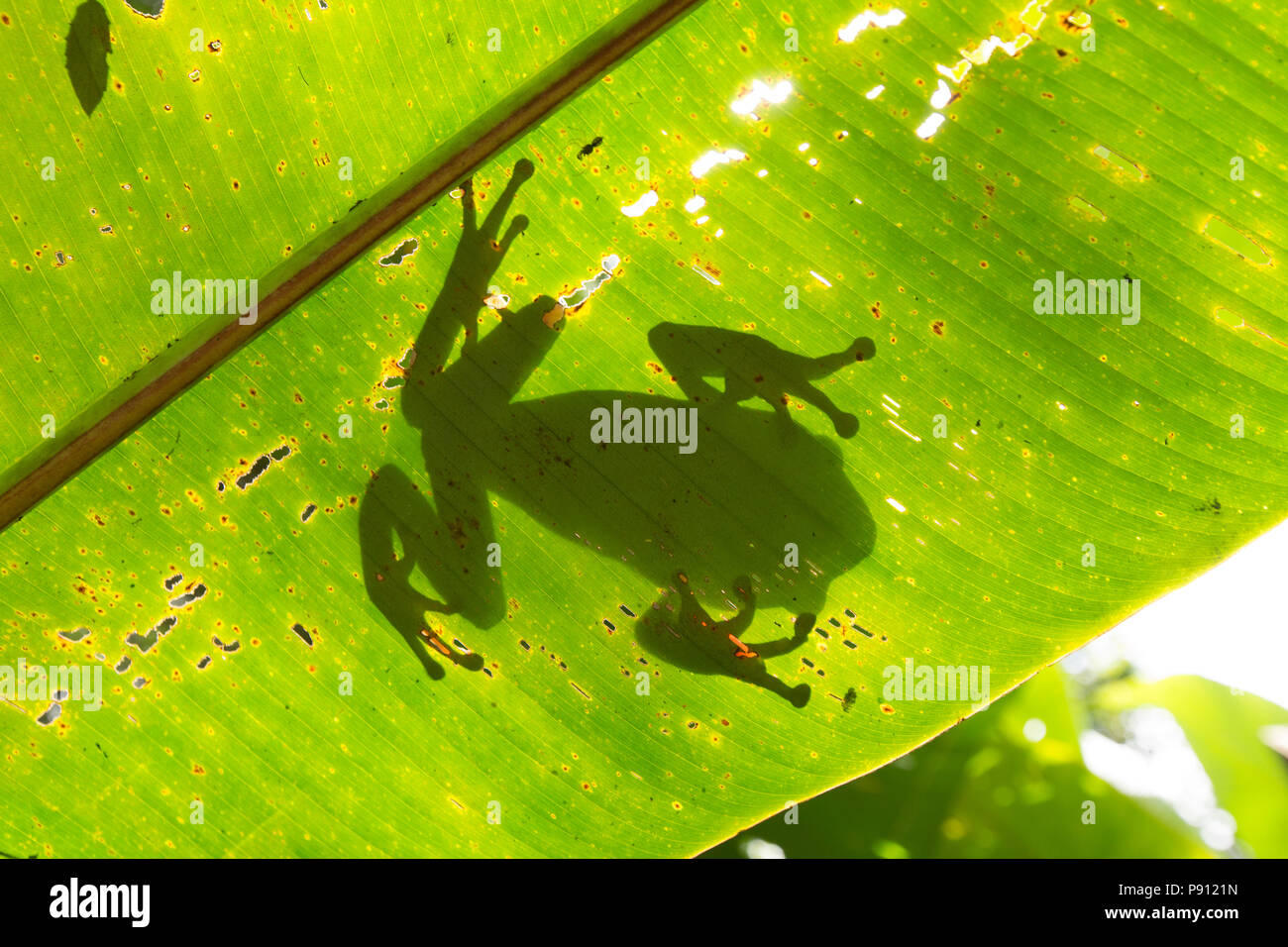 Un grande raganella nella giungla del Suriname vicino Bakhuis visto qui attraverso una foglia di palma. La ricerca indica che si tratta di Phyllomedusa bicolor, als Foto Stock