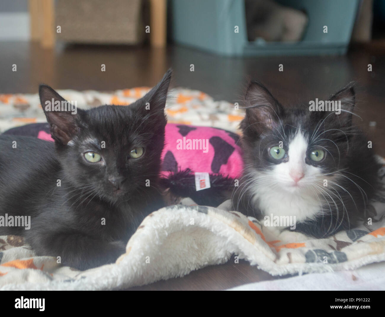 Due gattino giaceva su un panno morbido per bambini coperta. Foto Stock
