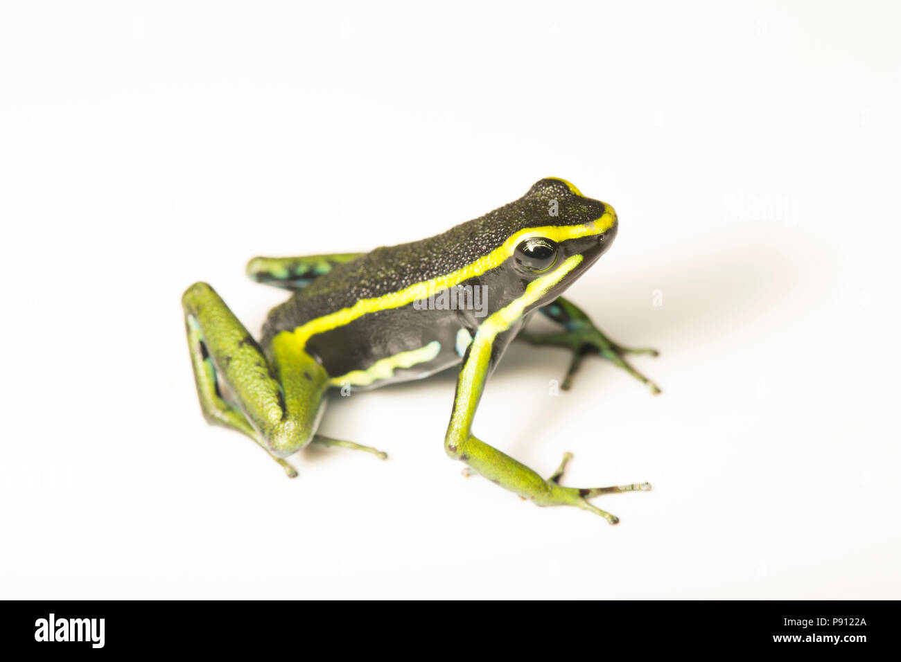 A tre strisce rana di veleno o poison dart frog, Ameerega trivittata, fotografato nella giungla del Suriname vicino Bakhuis. Il Suriname è nota per la sua Foto Stock