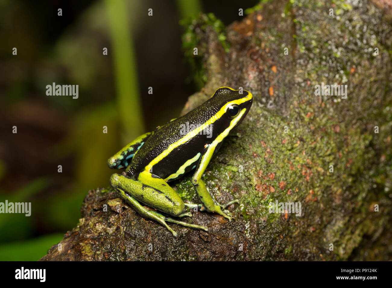 A tre strisce rana di veleno o poison dart frog, Ameerega trivittata, fotografato nella giungla del Suriname vicino Bakhuis. Il Suriname è nota per la sua Foto Stock