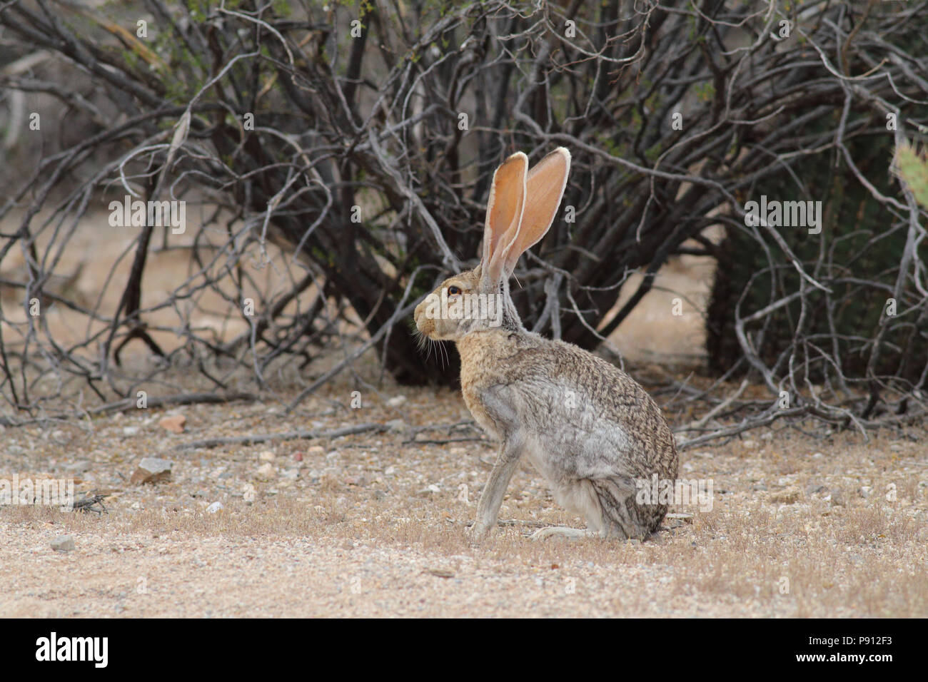 Antelope Jackrabbit Aprile 18th, 2014 Parco nazionale del Saguaro (Est) - vicino a Tucson, Arizona Foto Stock