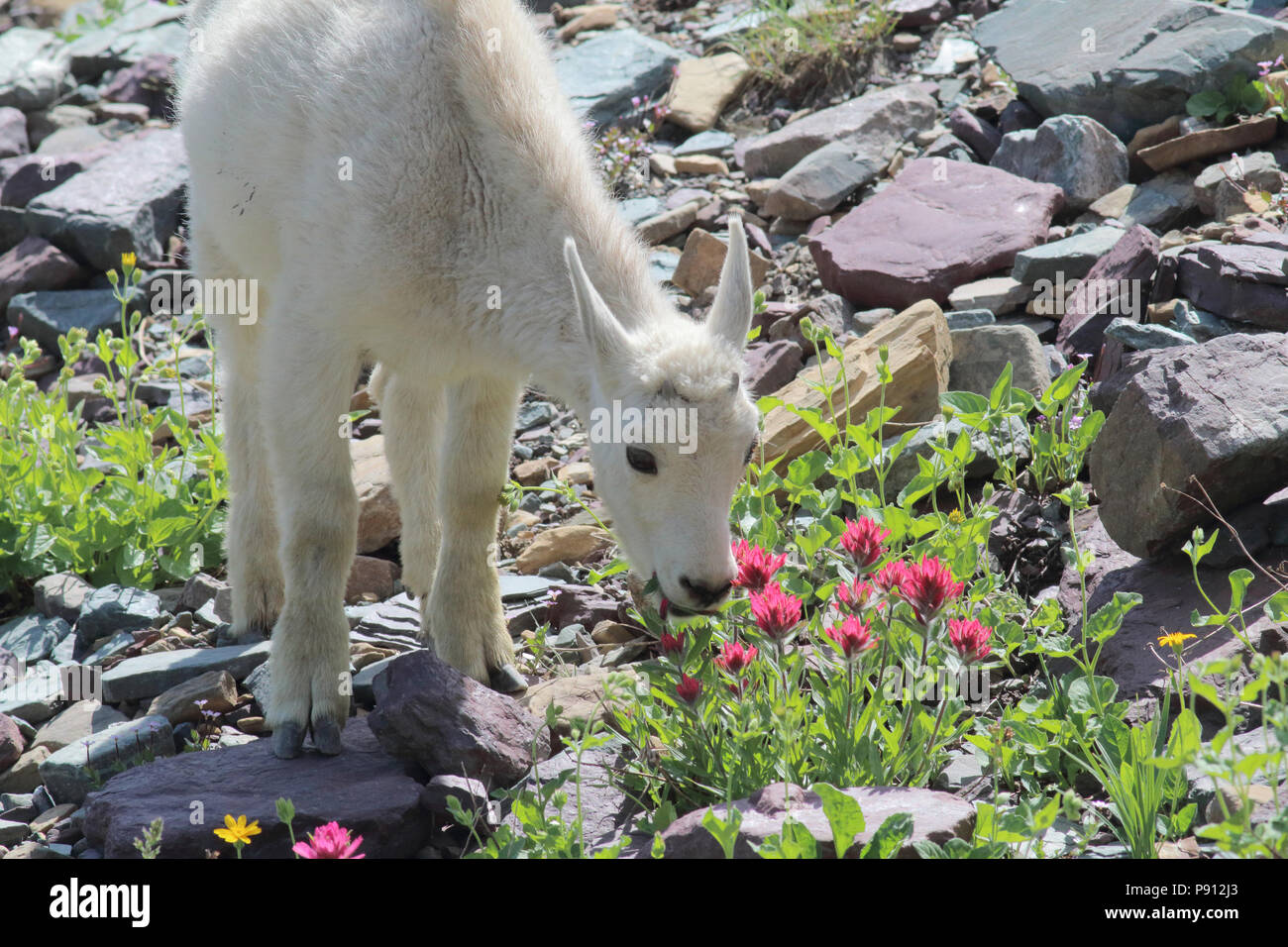 Capre di montagna Logan pass, il Parco Nazionale di Glacier August 5th, 2016 Foto Stock