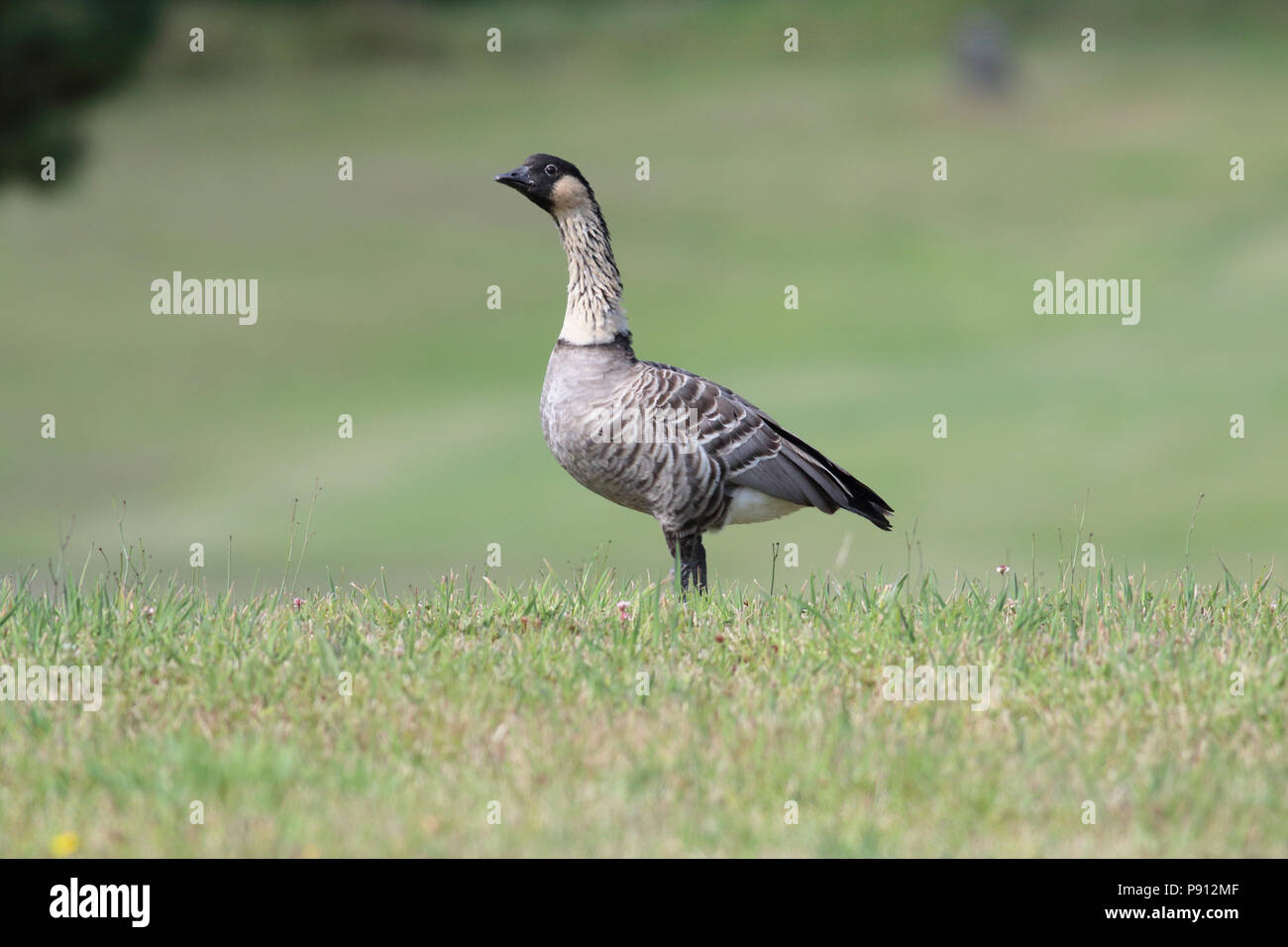 Nene (oca hawaiana) 1 agosto 2017 Hawai'i (Big Island) Foto Stock