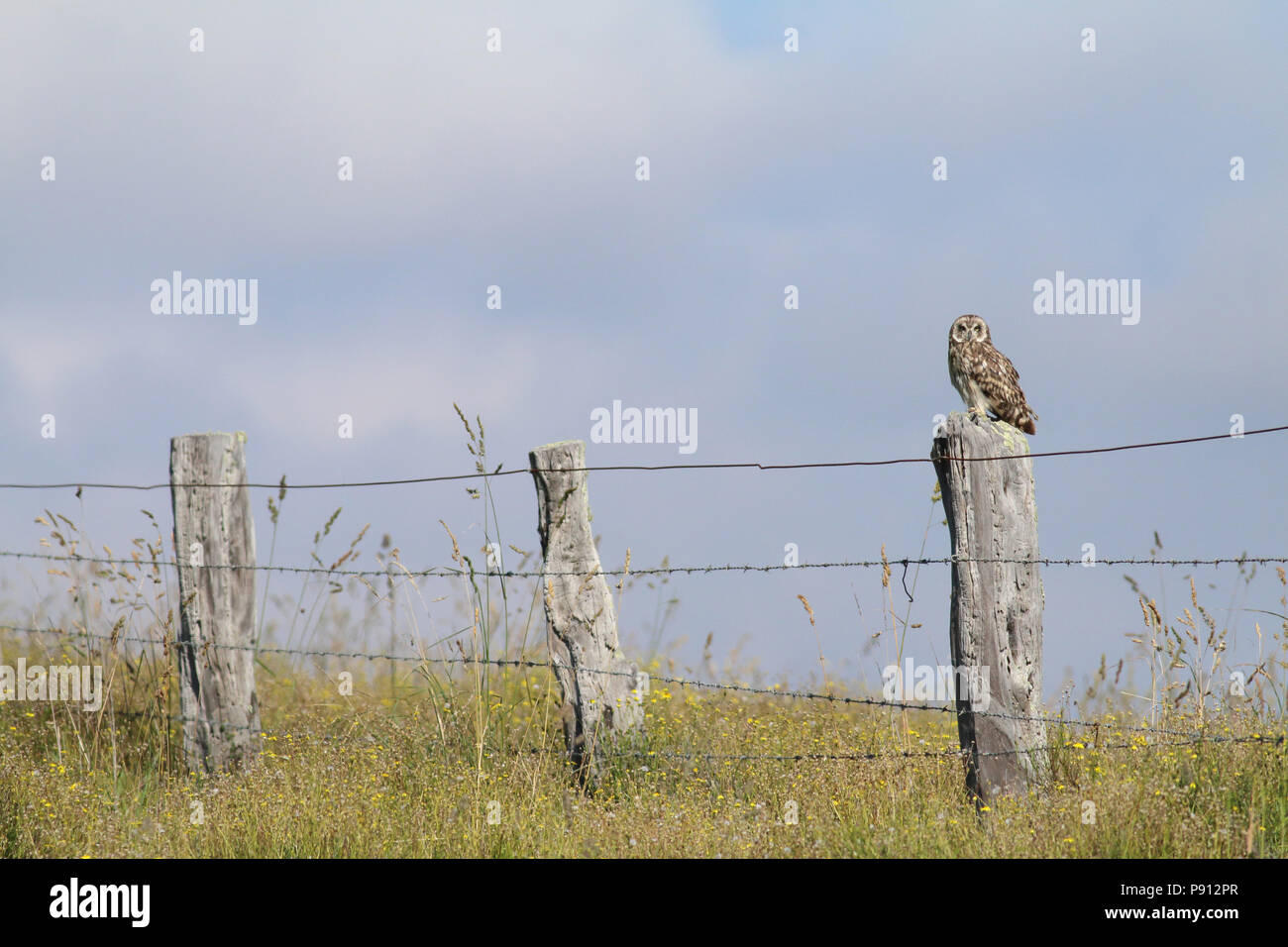 Pueo - Corto-eared Owl agosto 3rd, 2017 Hawai'i (Big Island) Foto Stock