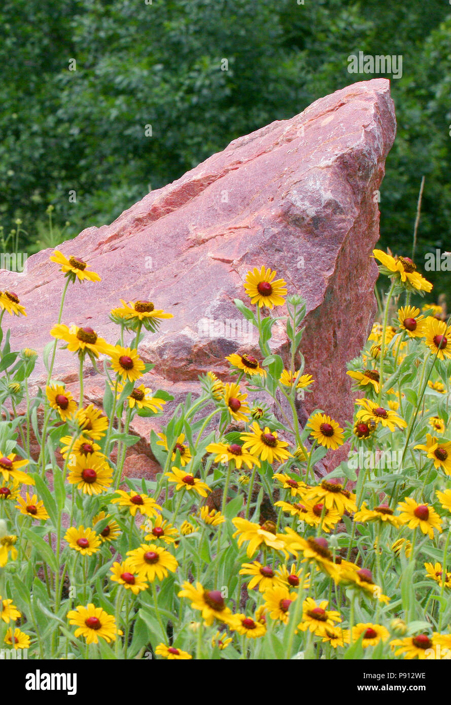 Fiori selvaggi e sioux quarzite boulder - Perry Area Natura, Sioux Falls, Dakota del Sud Foto Stock