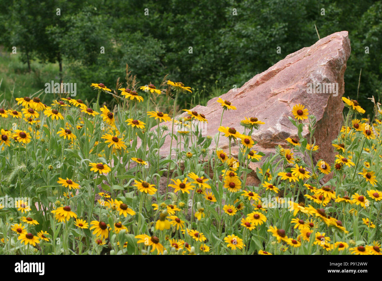 Fiori selvaggi e granito -- Luglio 3rd, 2005 -- Perry Natura zona vicino Sioux Falls Foto Stock