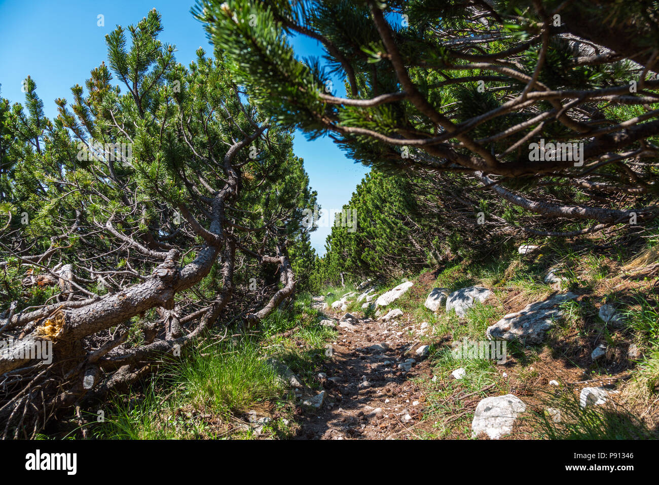 Percorso attraverso il pino montano, pino mugo. Abruzzo Foto Stock
