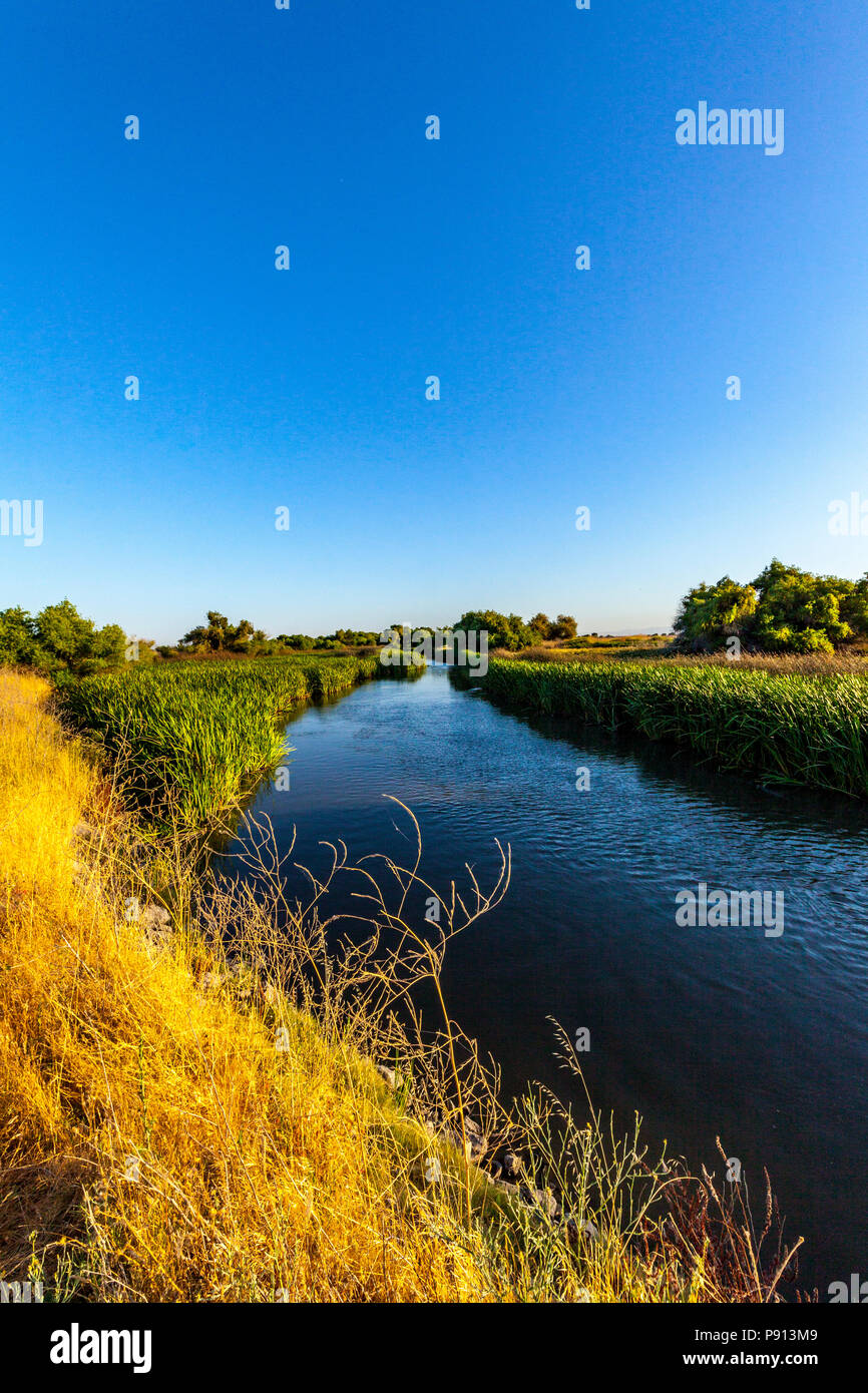 Un canale foderato con tifa per erba (Typhaceae) al San Luis National Wildlife Refuge nella valle centrale della California Foto Stock