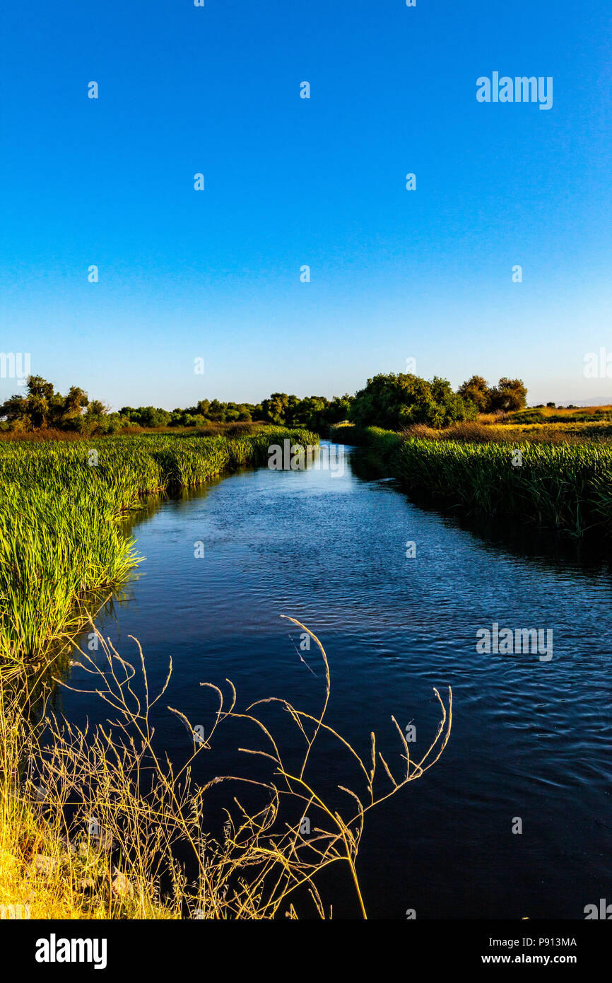 Un canale foderato con tifa per erba (Typhaceae) al San Luis National Wildlife Refuge nella valle centrale della California Foto Stock