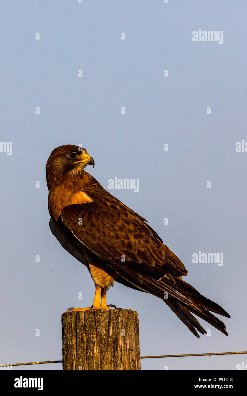 Un Swainson's Hawk (Buteo swainsoni) si siede sulla cima di un palo da recinzione al San Luis National Wildlife Refuge in California Central Valley NEGLI STATI UNITI Foto Stock