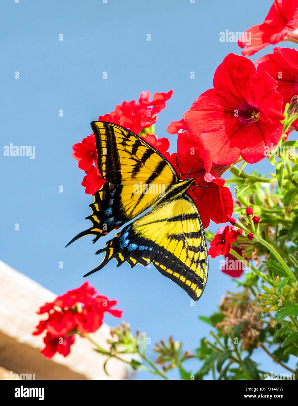 Grande giallo farfalla monarca; monarch; Danaus plexippus; milkweed butterfly; impollinatori fiori da giardino Foto Stock