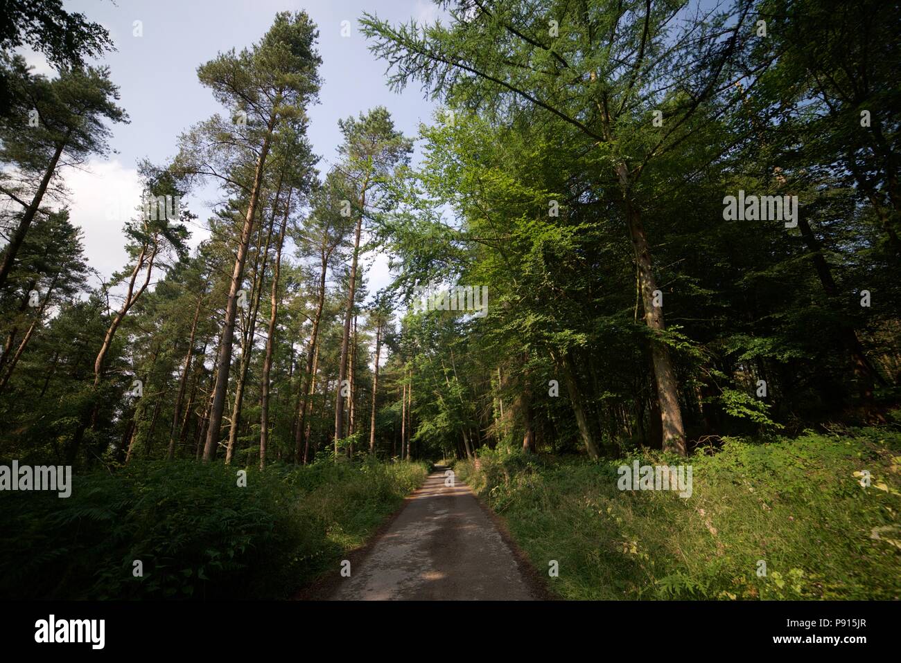 Un percorso sterrato che conduce attraverso un bosco di conifere / foresta / plantation in una giornata di sole con un cielo chiaro. Alberi di pino. Foto Stock