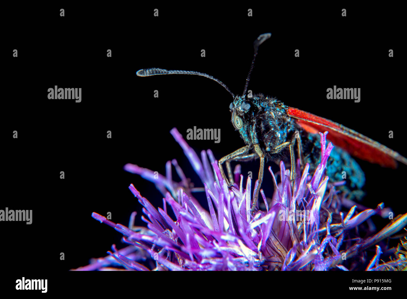 Burnett moth famiglia sp. Zygaena minos Foto Stock