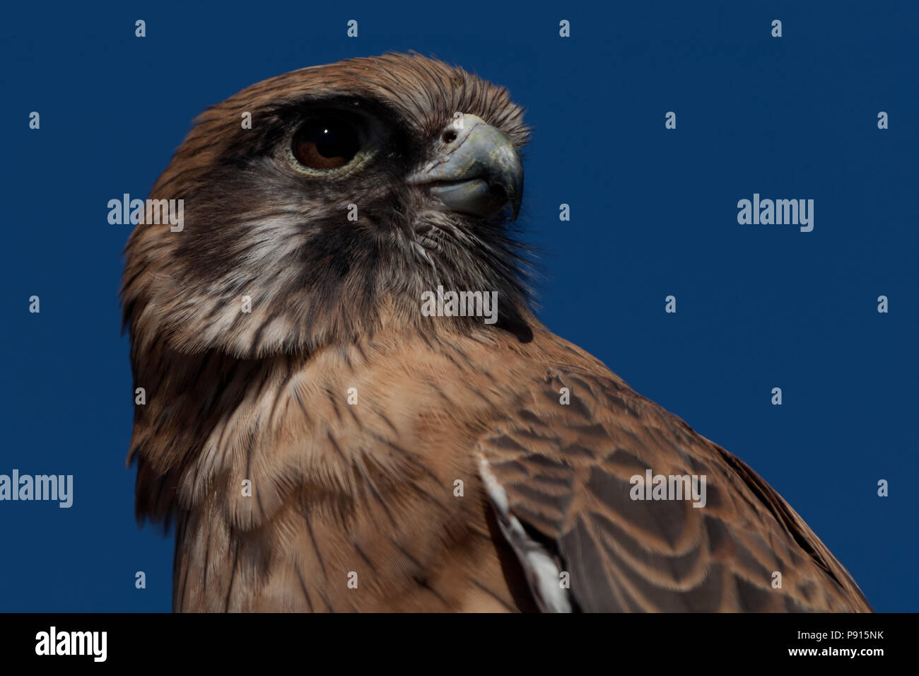 Falcon marrone testa verticale rivolta alla telecamera pilbra western australia australia Foto Stock