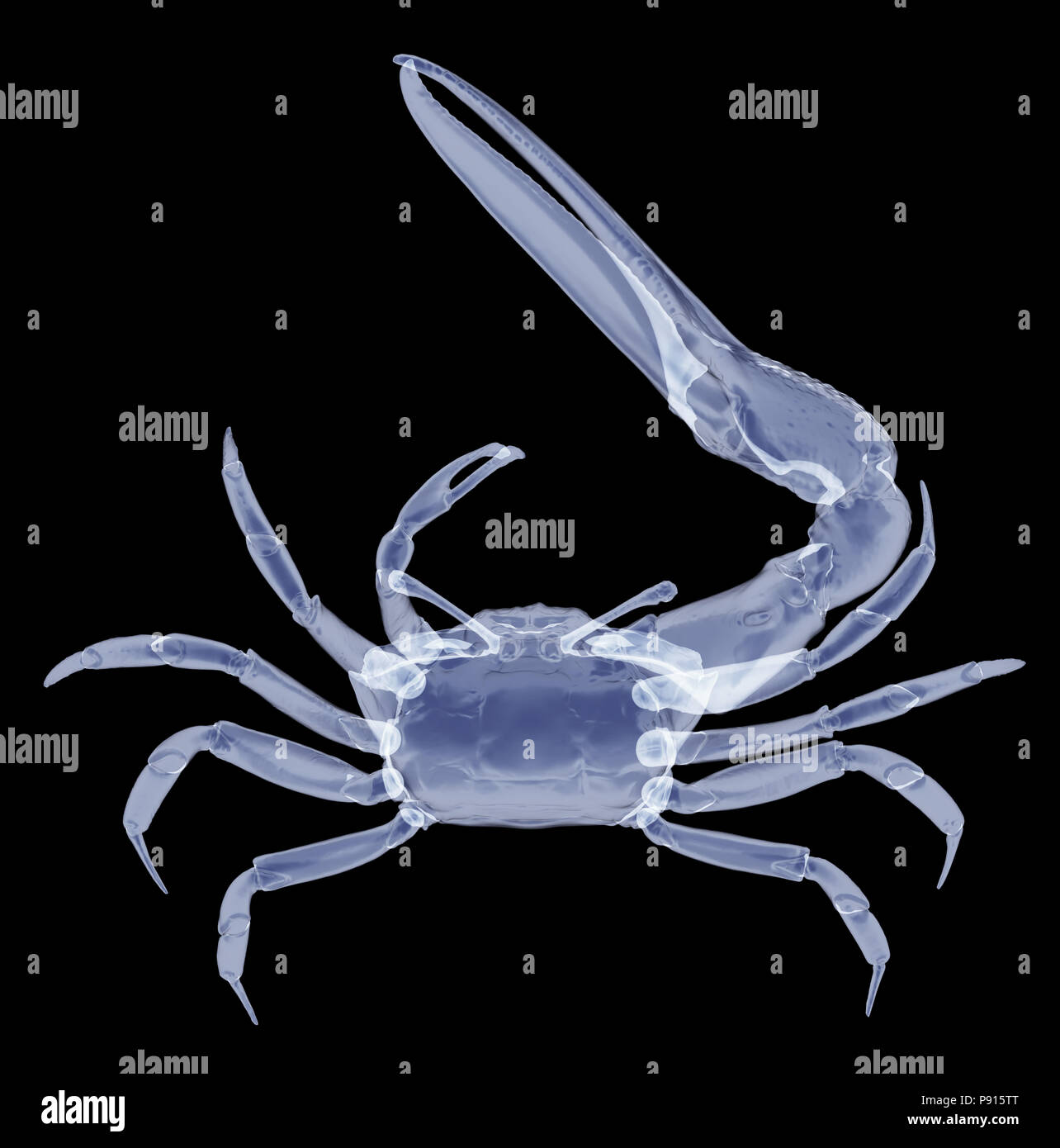 X-ray fiddler crab isolato. 3D render Foto Stock