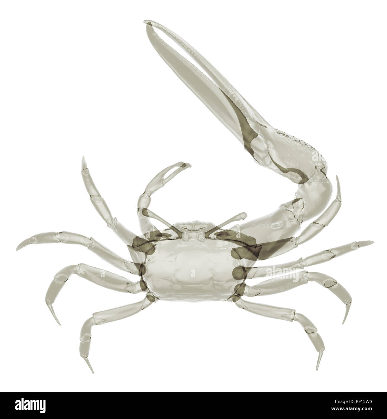 X-ray fiddler crab isolato. 3D render Foto Stock