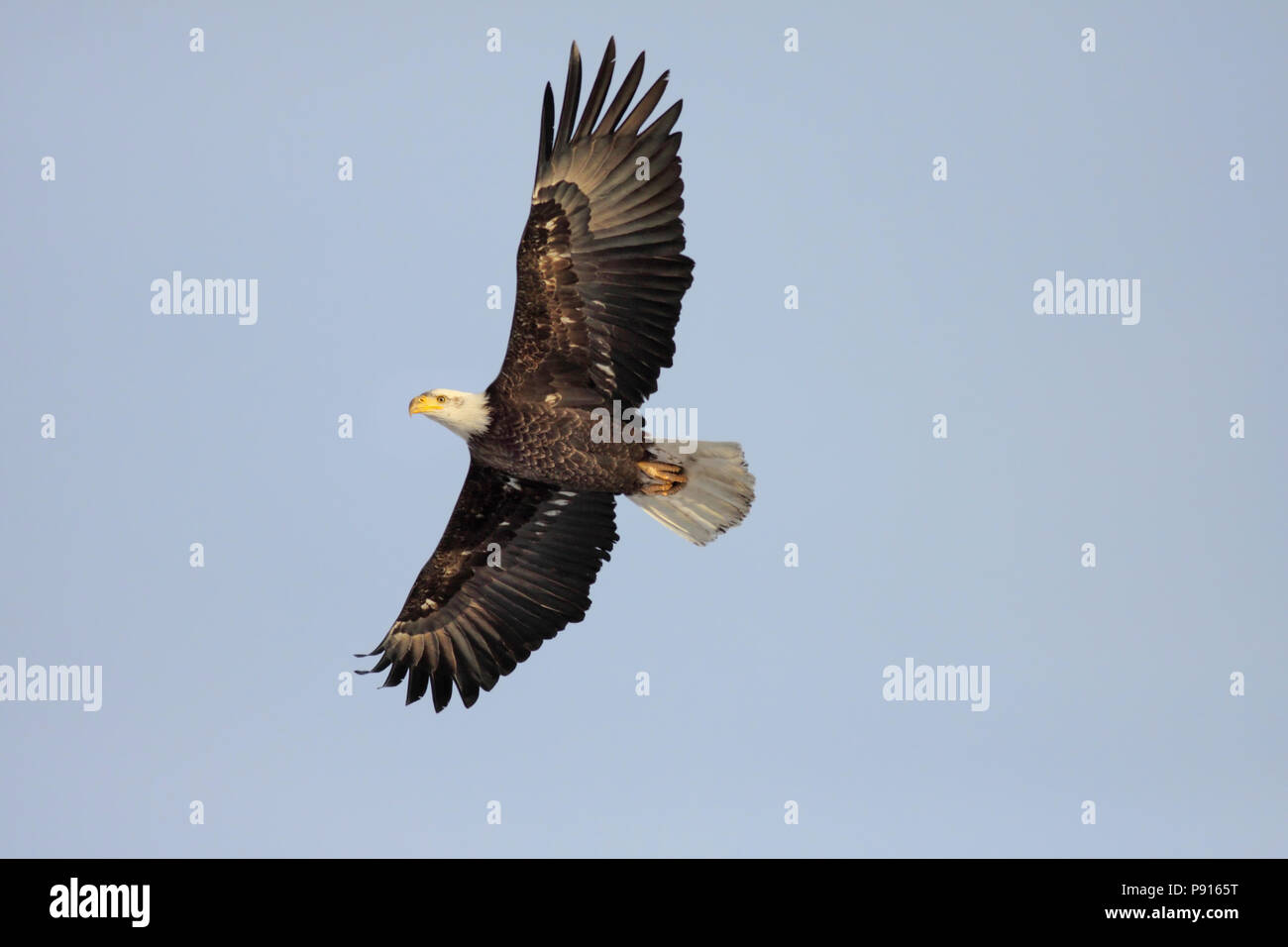 Aquila calva Febbraio 12th, 2011 Lyman County vicino Presho Foto Stock