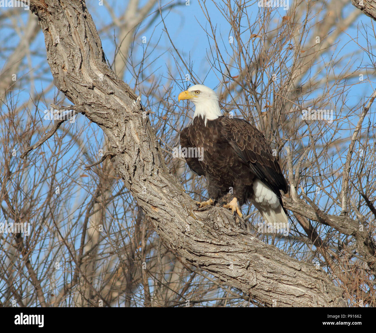 Coppia aquila calva gennaio 18th, 2015 Lyman County, SD Foto Stock