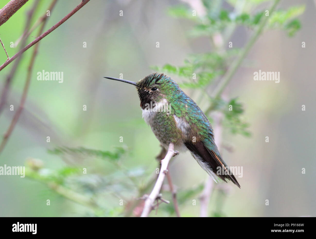 Ampia-tailed Hummingbird Aprile 19th, 2014 Deserto Sonoran Museum motivi, nei pressi di Tucson, Arizona Foto Stock
